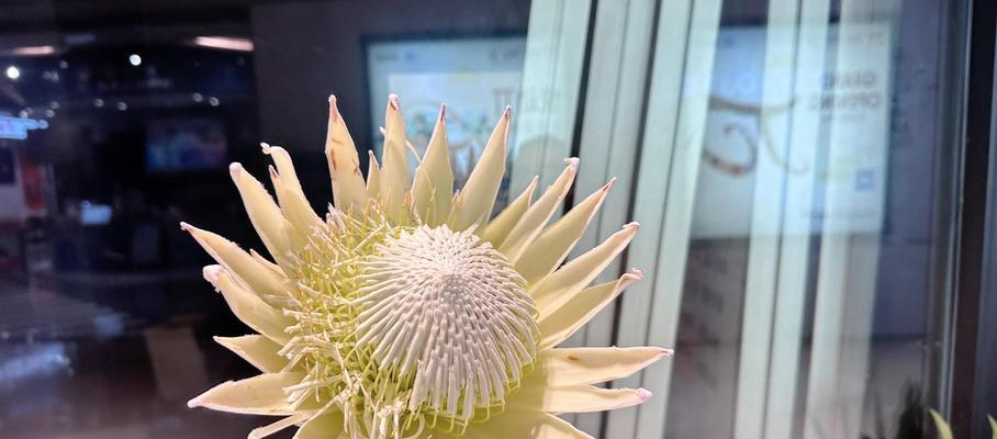 什么花代表胜利？揭秘胜利花语背后的含义？