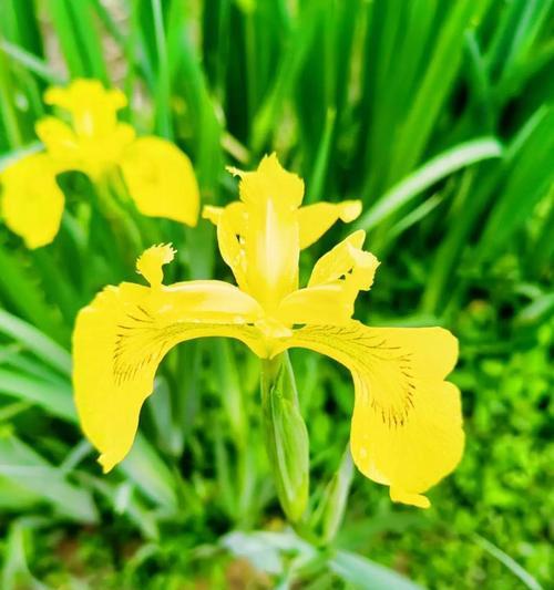 什么花代表胜利？揭秘胜利花语背后的含义？
