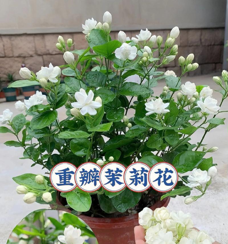象征复合的盆栽花是什么花？如何选择和养护？