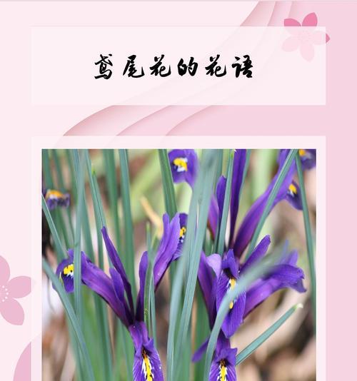 花朵悲伤花语是什么花？如何理解花语中的悲伤含义？