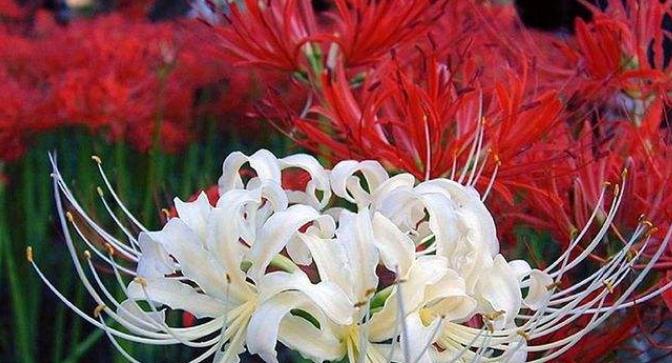 花朵悲伤花语是什么花？如何理解花语中的悲伤含义？