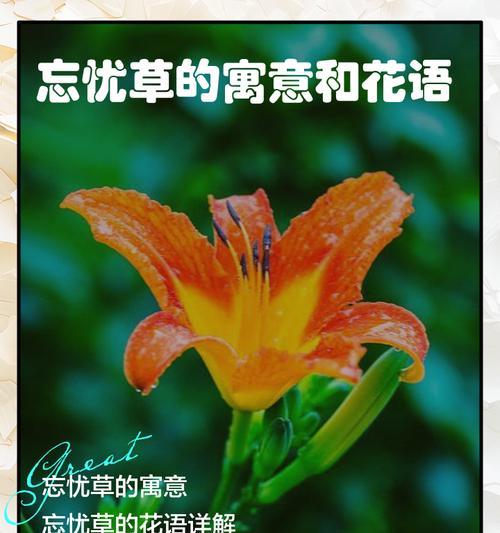 祝贺升迁的花语是什么？如何选择合适的花卉表达祝福？