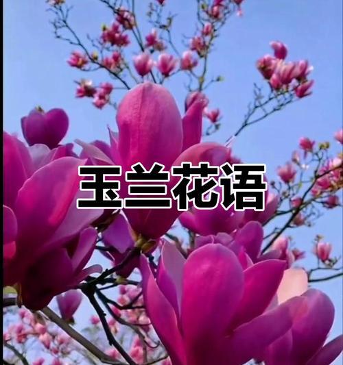 玉兰花语是什么？了解玉兰的象征意义和文化内涵？