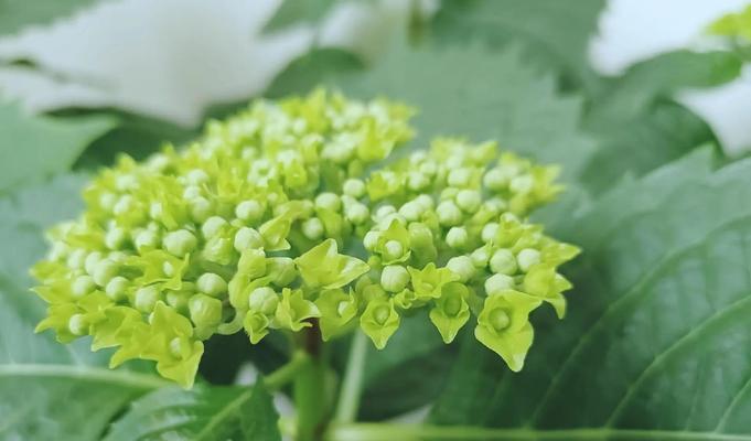 象征美满饰物的花朵是什么花？这种花的花语有哪些含义？