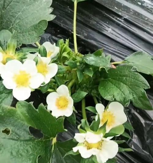 草莓做的花象征什么？如何用草莓创造花束？