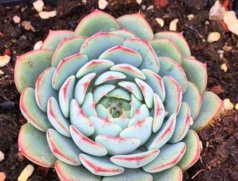 圆弧花的寓意是什么？如何正确解读圆弧花的象征意义？