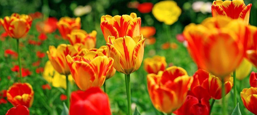 祝福兵哥花语是什么？花语背后的意义有哪些？