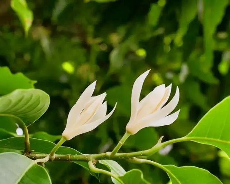 祝福兵哥花语是什么？花语背后的意义有哪些？