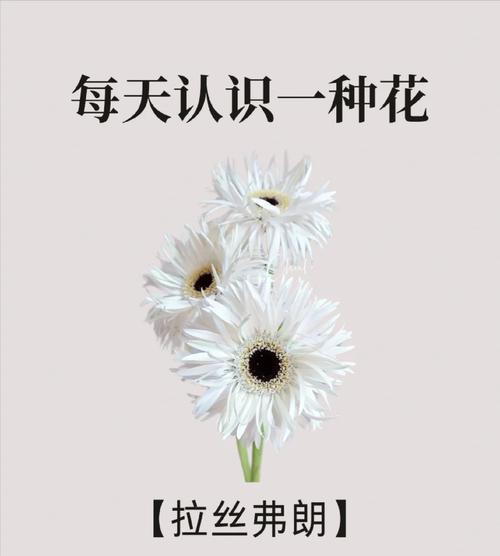 象征超脱的花语是什么花？哪种花代表超然物外？