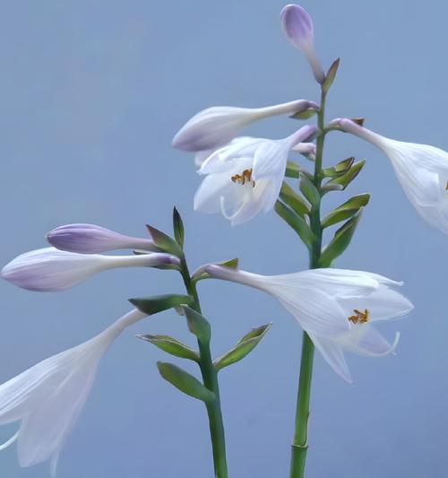 象征超脱的花语是什么花？哪种花代表超然物外？