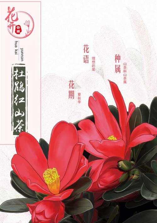 熊猫巧克力花语是什么？如何表达爱意？