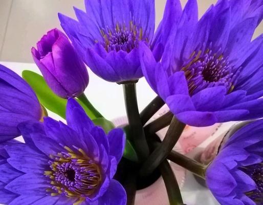 寓意妖娆的花语是什么花？如何解读这些花的深层含义？