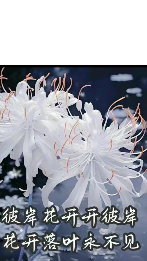 寓意妖娆的花语是什么花？如何解读这些花的深层含义？