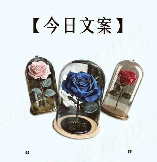 人和花的寓意是什么？如何解读人与花之间的象征意义？