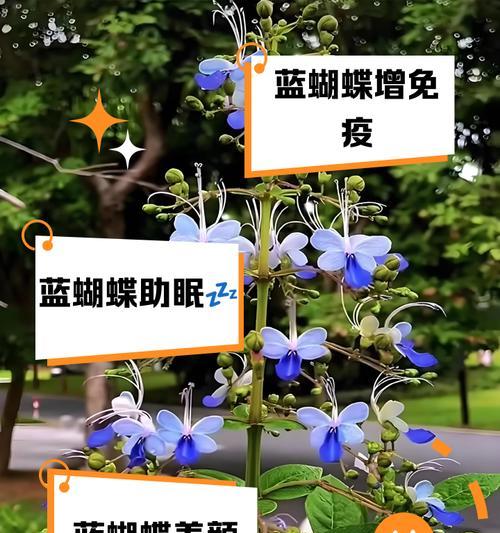 蓝蝶花的寓意与象征是什么？了解其背后的文化意义？
