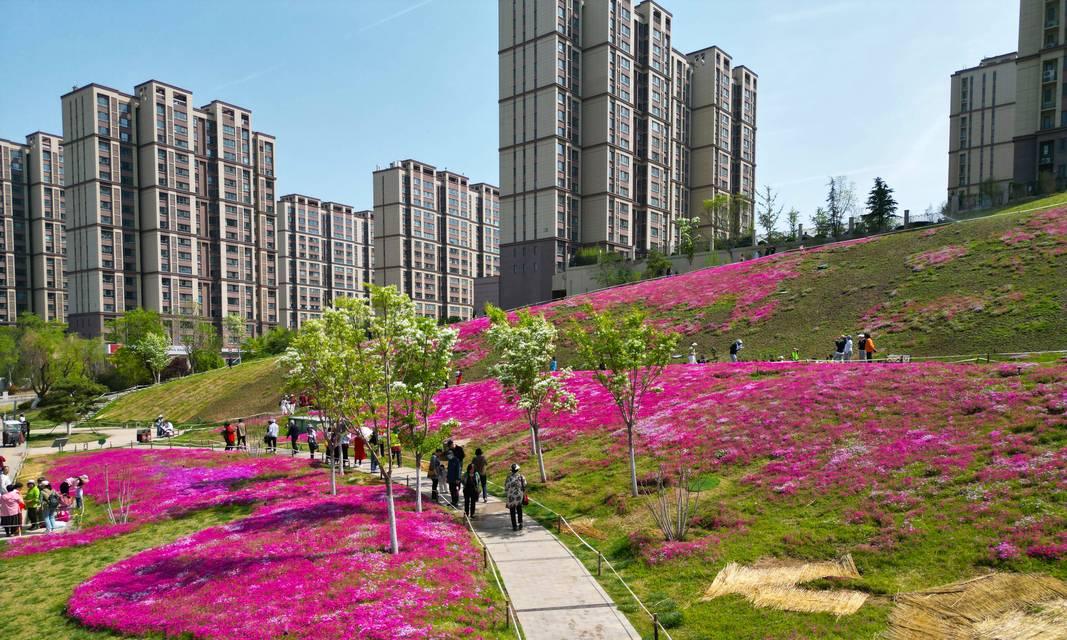 济南的象征性花卉是什么？为什么它代表了泉城？