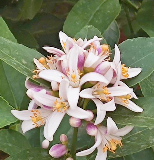 柠檬花的花语是什么？象征着什么含义？