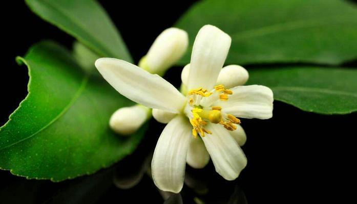 柠檬花的花语是什么？象征着什么含义？