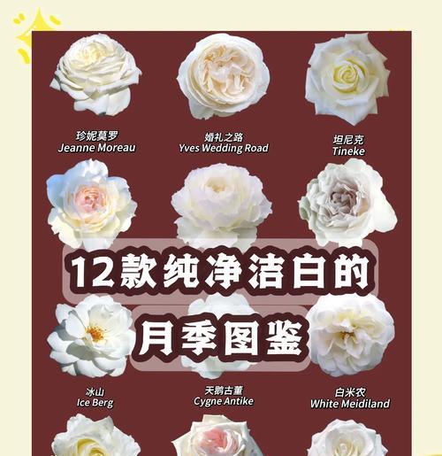 柠檬花的花语是什么？象征着什么含义？
