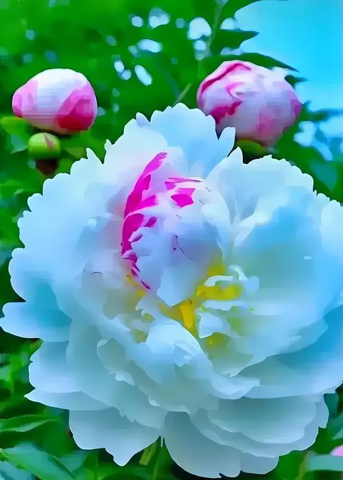 象征理性睿智的花是什么花？这种花的花语有哪些含义？