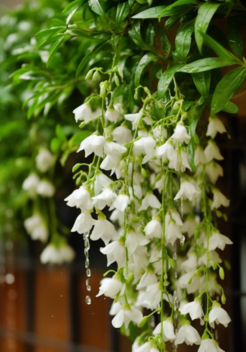 象征理性睿智的花是什么花？这种花的花语有哪些含义？