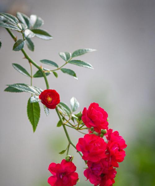 象征理性睿智的花是什么花？这种花的花语有哪些含义？