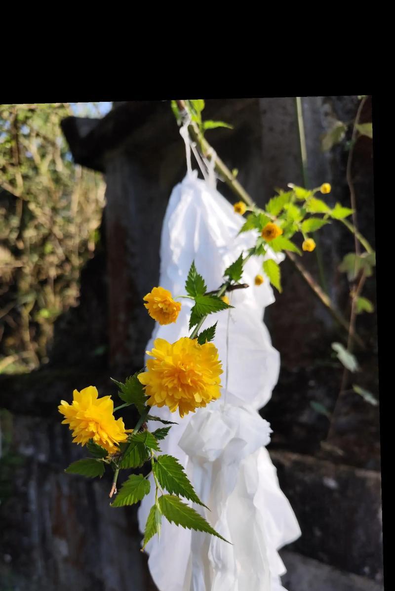 清明节送花的寓意是什么？为什么要送特定的花？