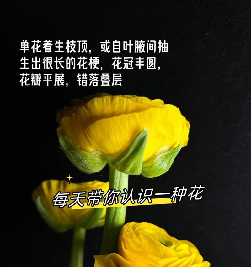 洋牡丹花的花语是什么？如何正确解读洋牡丹的象征意义？