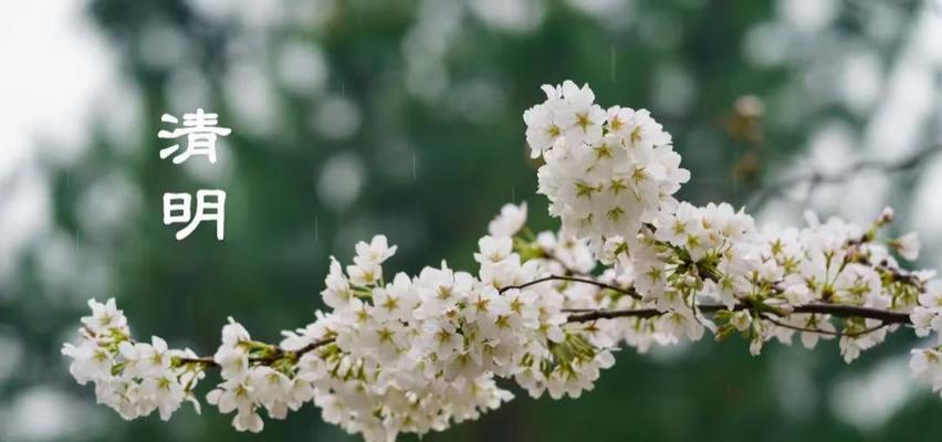 清明面花的寓意和象征是什么？如何制作具有传统意义的面花？