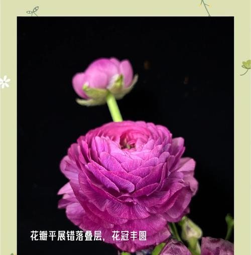 象征幸福和谐美满的花是什么花？如何选择寓意美好的花卉？