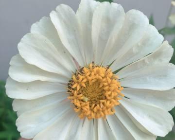 花仙贝的寓意和象征是什么？如何正确理解花仙贝的含义？