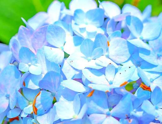 象征父爱的花有哪些？这些花的花语是什么？