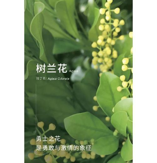 什么花象征着坚毅勇敢的意思？揭秘勇敢之花的花语含义！