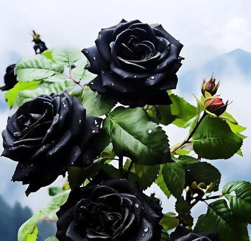 黑色玫瑰代表什么含义？花语解读与送花建议？