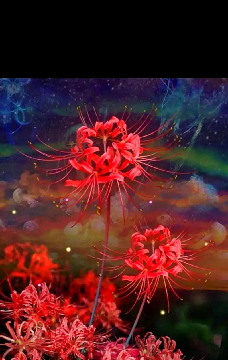 彼岸花加双蝴蝶的寓意是什么？如何理解这种花语搭配？