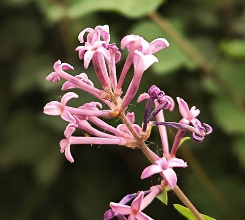 丁香花的花语是什么？了解丁香花代表的含义和象征意义？