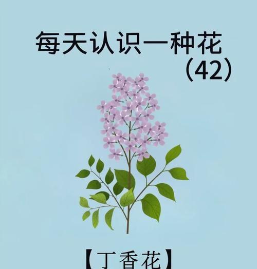 丁香花的花语是什么？了解丁香花代表的含义和象征意义？