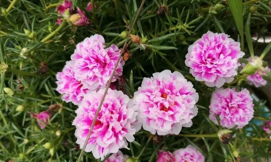 四月底的花象征着什么？它们的含义有哪些？