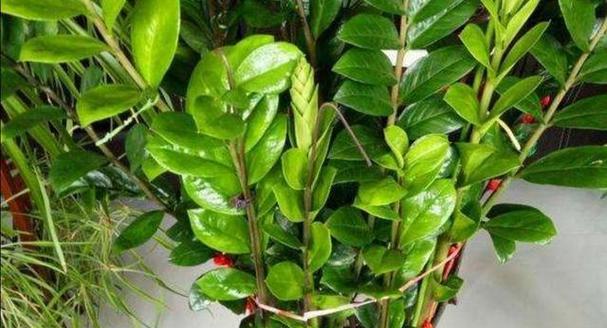 屋内养的花长得特别好寓意着什么？花卉生长旺盛的象征意义是什么？