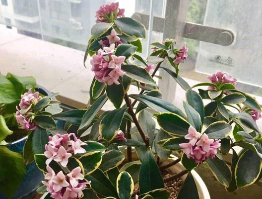 屋内养的花长得特别好寓意着什么？花卉生长旺盛的象征意义是什么？