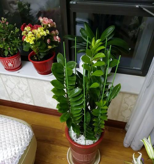 屋内养的花长得特别好寓意着什么？花卉生长旺盛的象征意义是什么？
