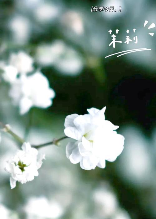 象征大方自信的花是什么花？这种花的花语有哪些含义？