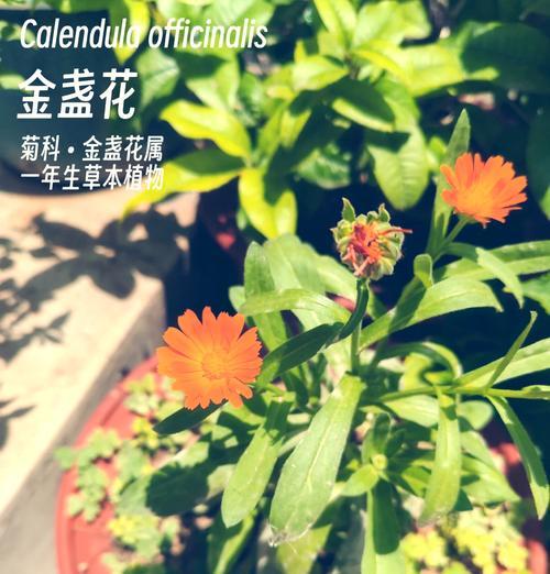 植物金花的花语是什么？如何正确解读金花的象征意义？