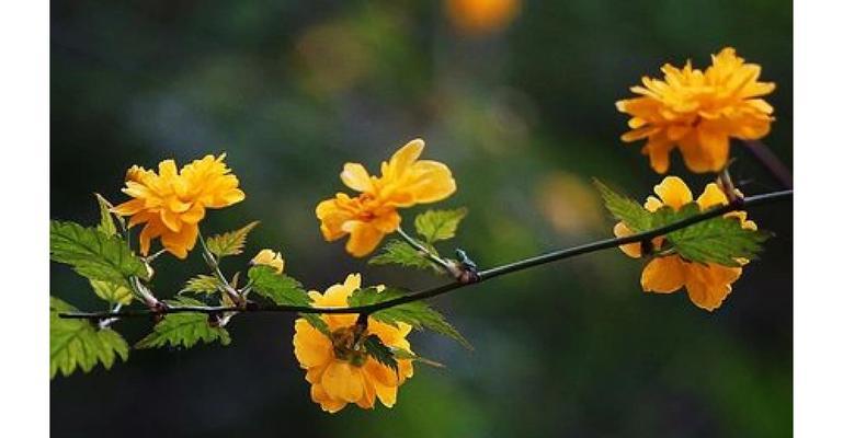 植物金花的花语是什么？如何正确解读金花的象征意义？