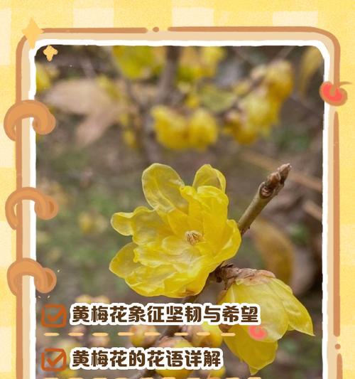 腊梅的花语代表什么？为什么人们喜欢腊梅？