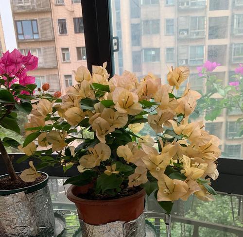金色花里金色的光辉象征什么？它在文化中代表了什么含义？