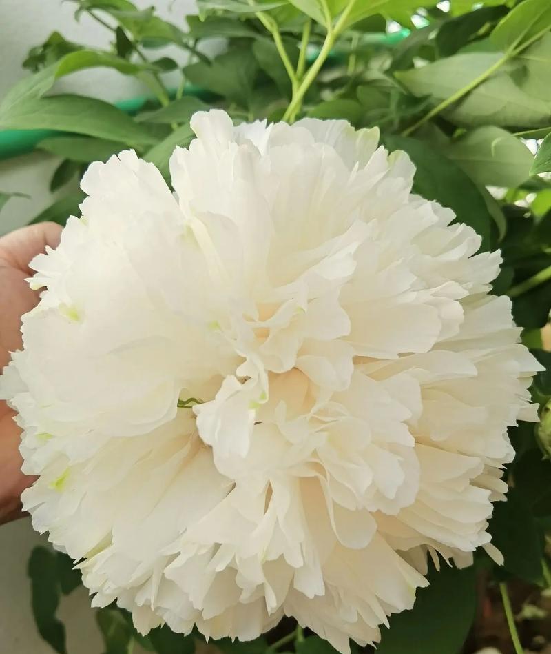 送白色的花代表什么？白色花朵的象征意义是什么？