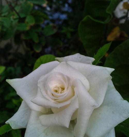 送白色的花代表什么？白色花朵的象征意义是什么？