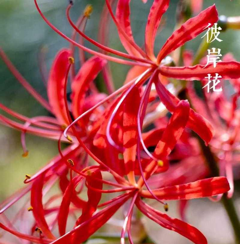 什么花语代表难过和悲伤？如何用花表达哀思？