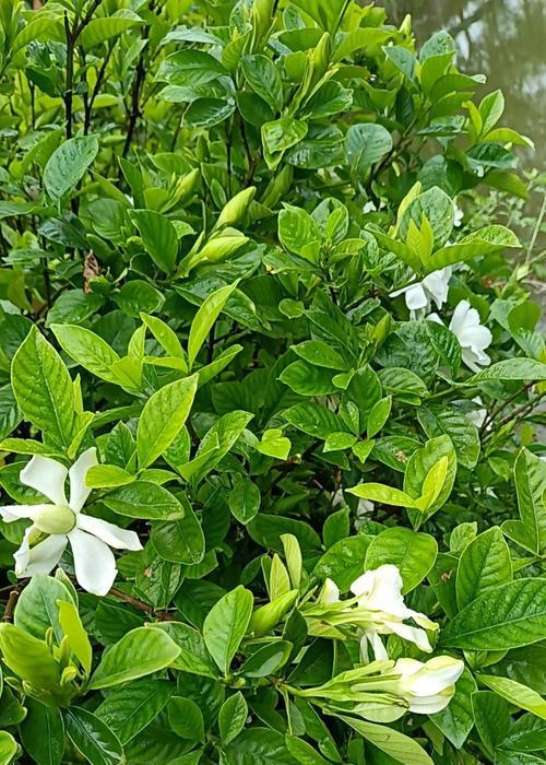 桅子花的花语是什么意思？桅子花象征着什么？